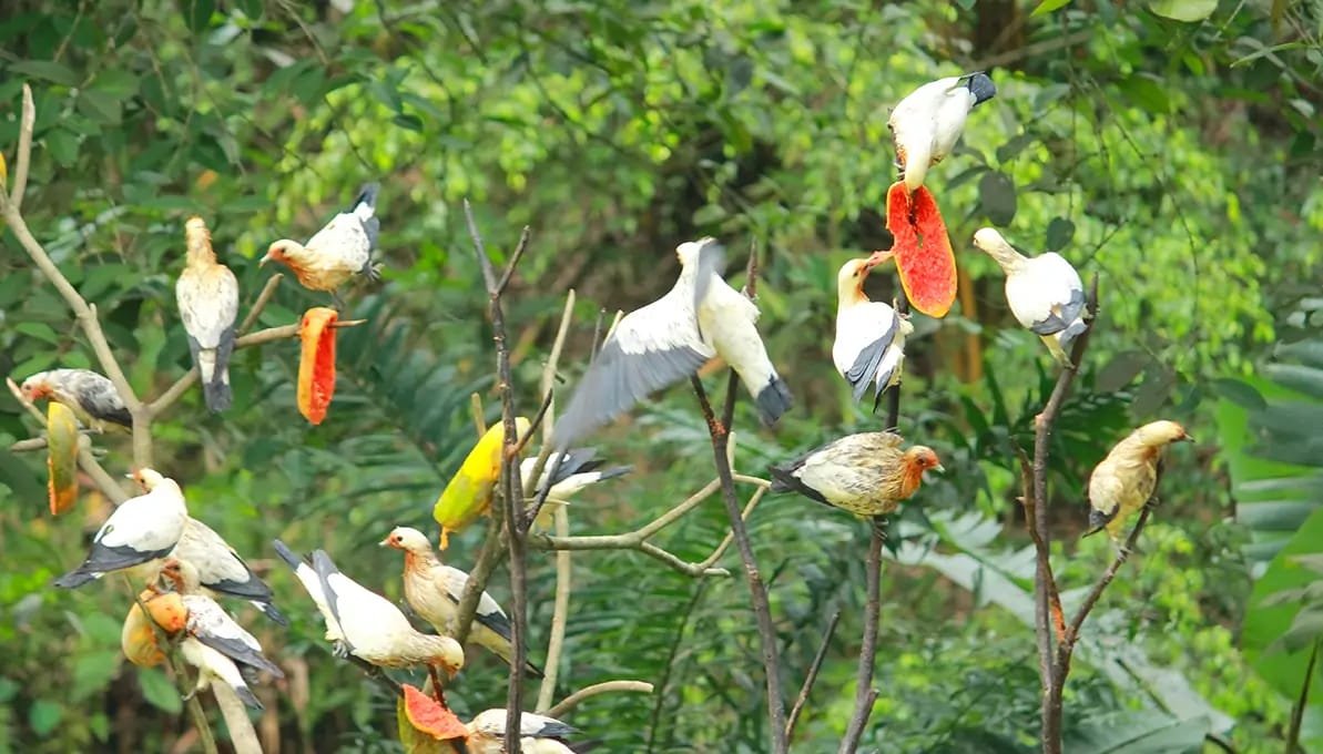 Bird Park Kuala Lumpur Private